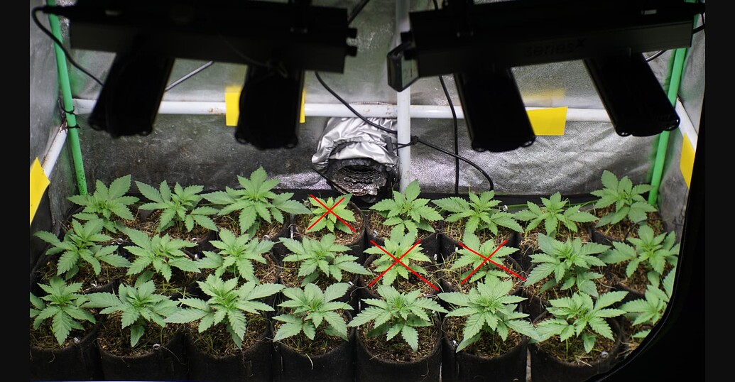 Ein Growzelt mit mehreren jungen Cannabispflanzen in Stofftöpfen unter LED-Beleuchtung, einige Pflanzen sind mit einem roten X markiert.