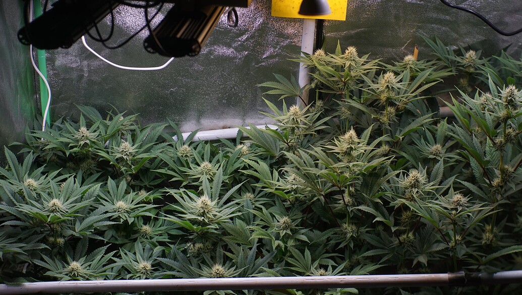 Cannabis-Pflanzen in der Blütephase unter LED-Beleuchtung in einem Growzelt.