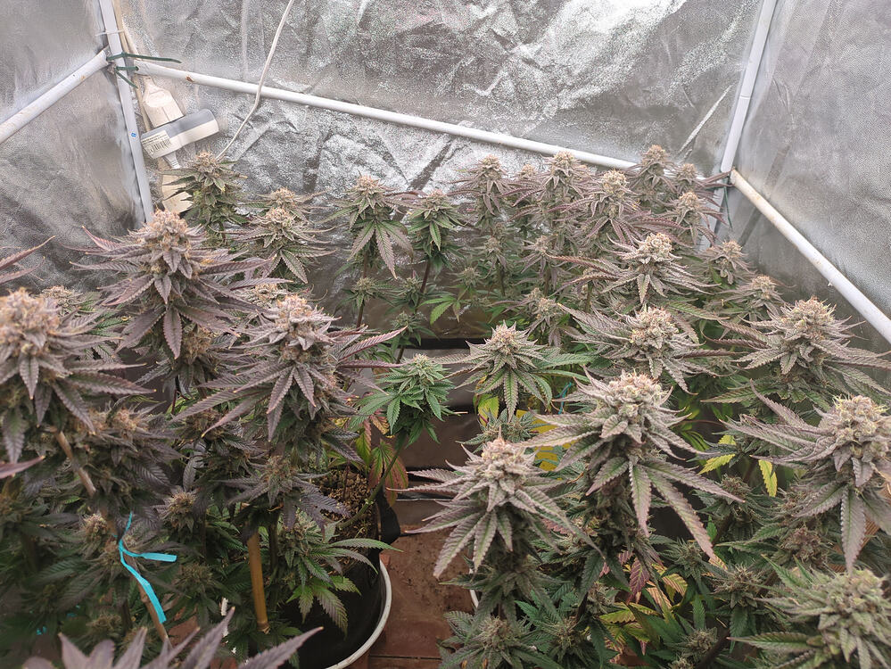 Growreport Bild 1