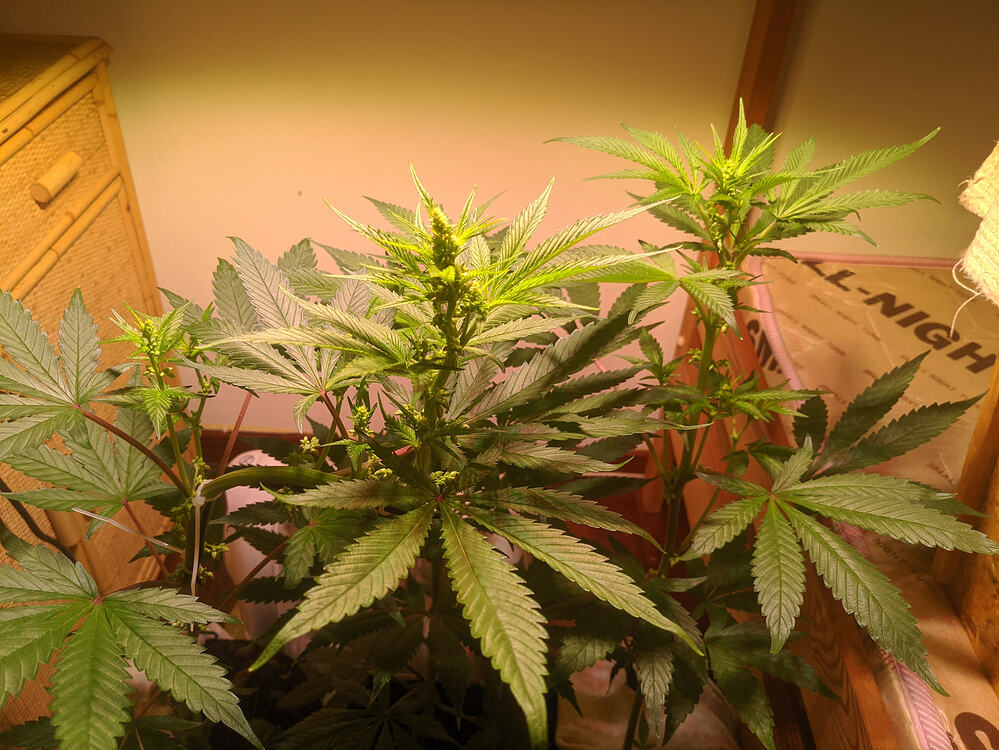 Growreport Bild 7
