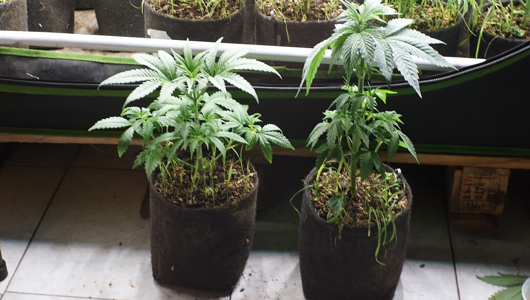 Growreport Bild 16