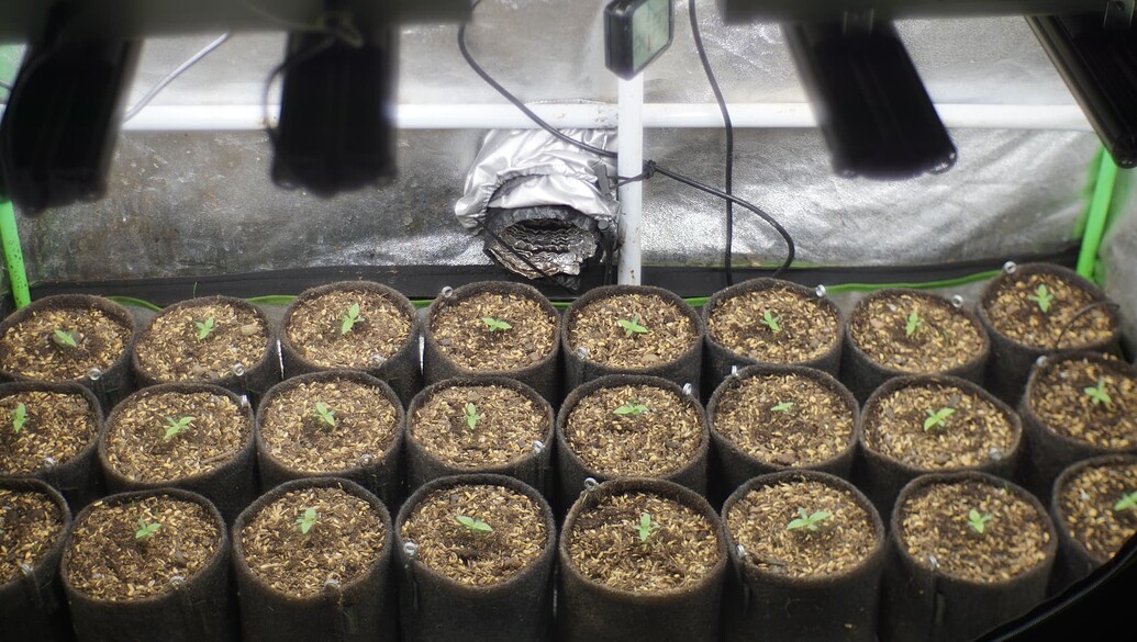 Viele kleine Cannabissämlinge in Stofftöpfen unter einer Growlampe in einem Zelt.