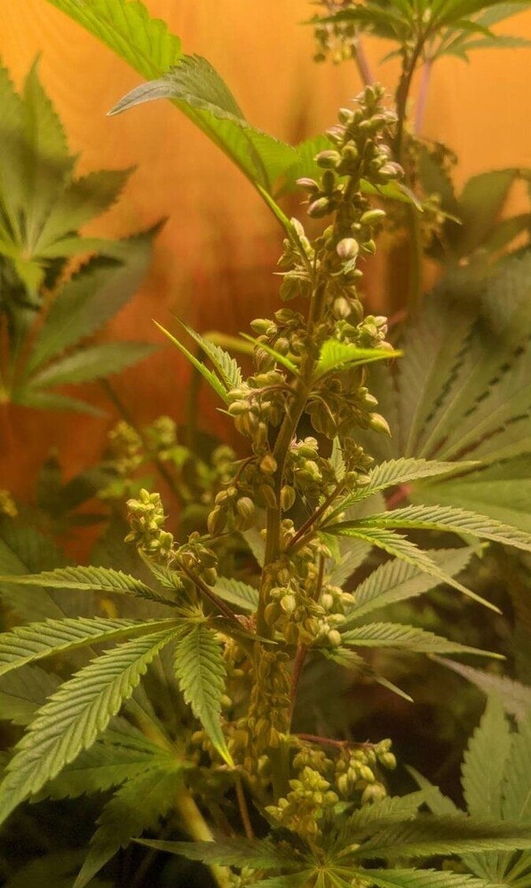 Growreport Bild 2