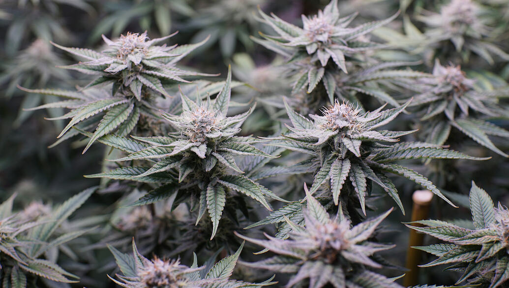 Growreport Bild 8