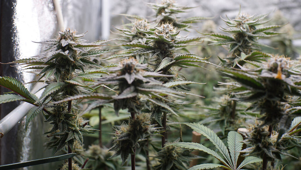 Growreport Bild 9