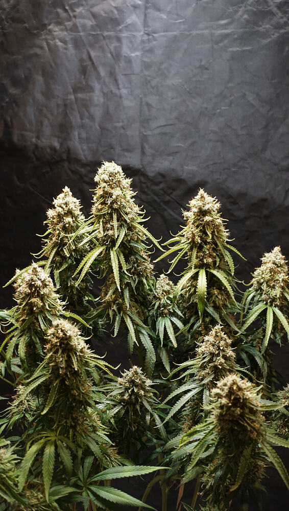 Growreport Bild 1