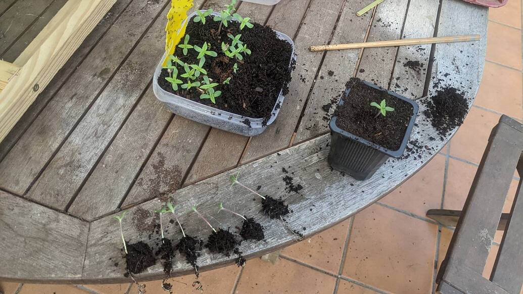 Mehrere Cannabis-Sämlinge in einer Plastikschale und einem einzelnen Topf auf einem Holztisch, einige Sämlinge liegen bereits zum Pikieren bereit.