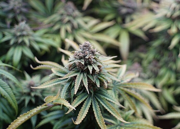 Growreport Bild 1