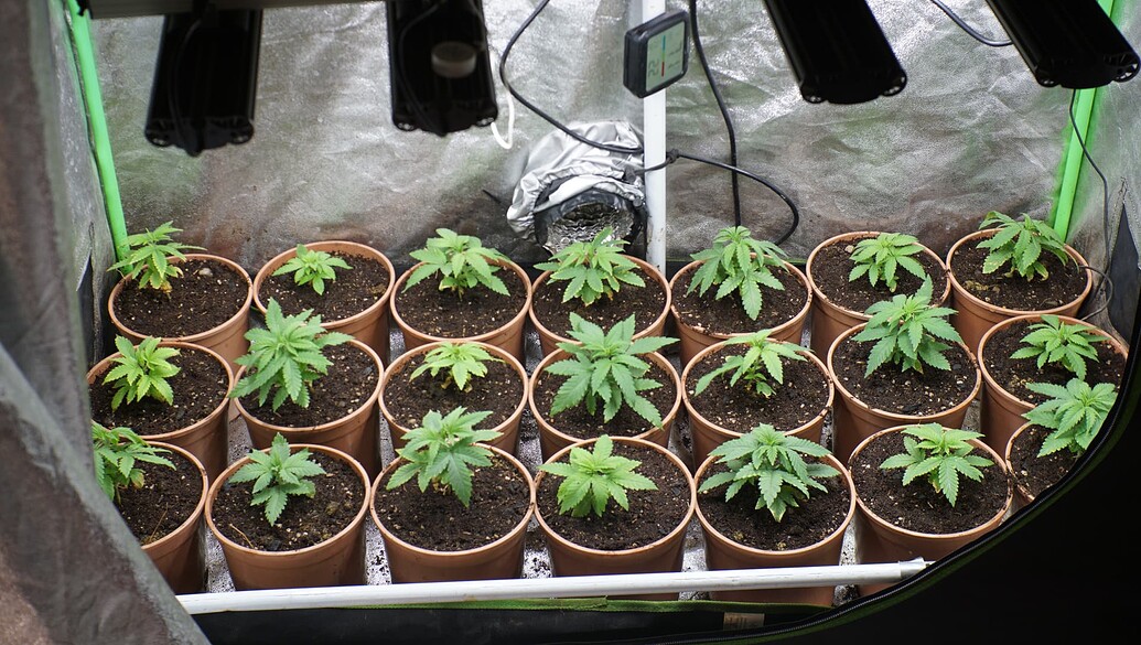 Ein Growzelt mit 21 jungen Cannabispflanzen in 2,7L Töpfen nach dem Umtopfen.