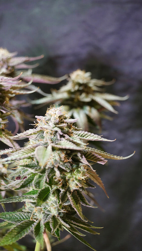 Growreport Bild 15