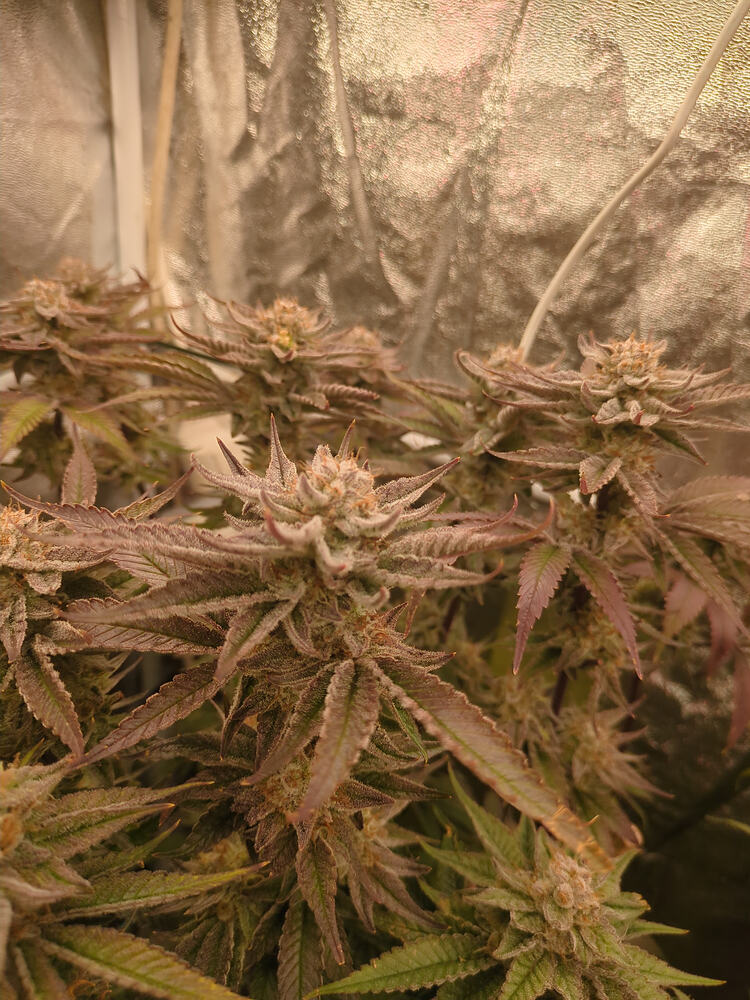 Growreport Bild 11