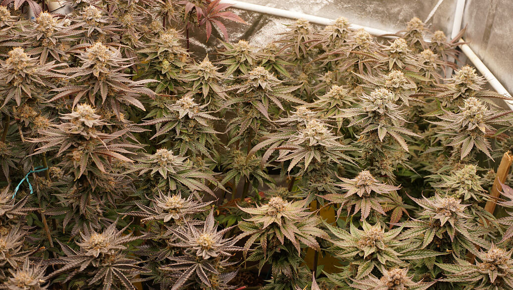 Growreport Bild 18