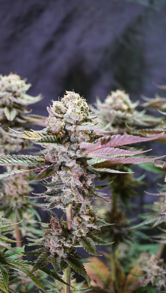 Growreport Bild 10
