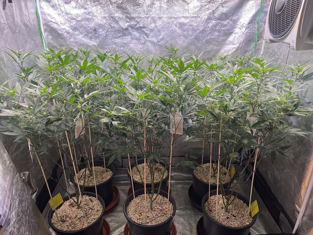Sechs Cannabis-Pflanzen in einem Growzelt, die sich in der Blütephase befinden und mit Stäben gestützt werden.