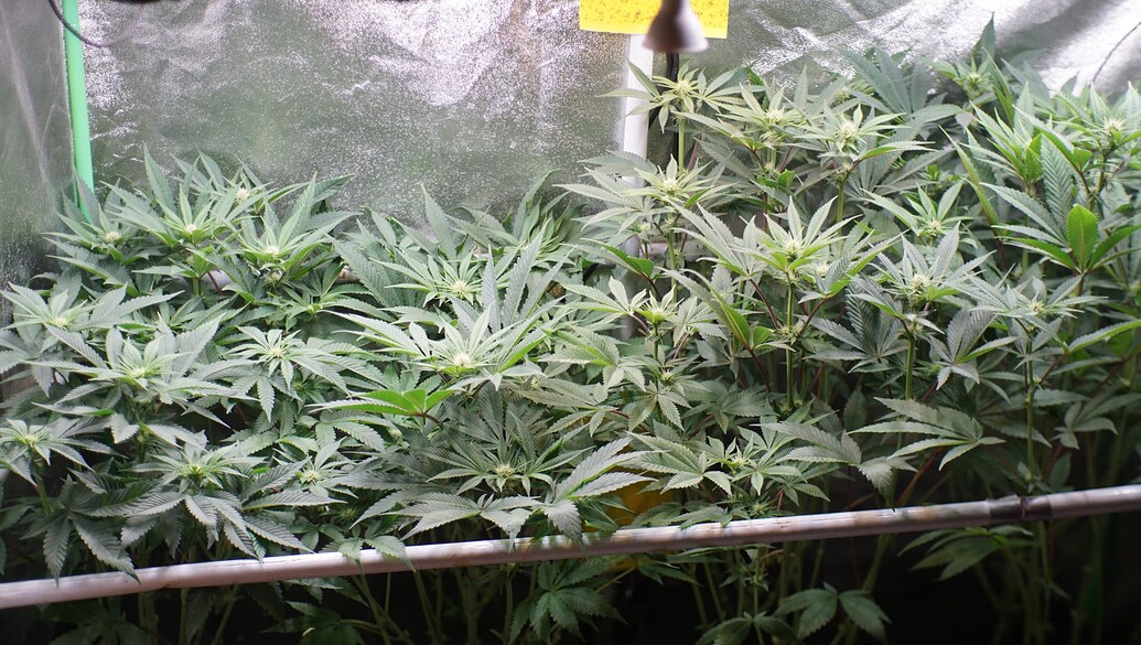 Mehrere Cannabis-Pflanzen in einem Growzelt in der frühen Blütephase mit sichtbaren Blütenansätzen.