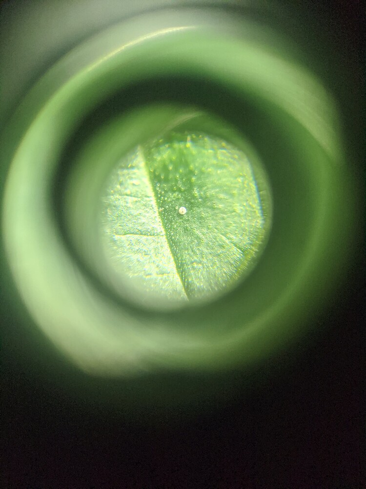 Mikroskopische Aufnahme eines Cannabis-Blattes mit einem kleinen weißen Punkt, aufgenommen durch ein Aufsteckmikroskop.