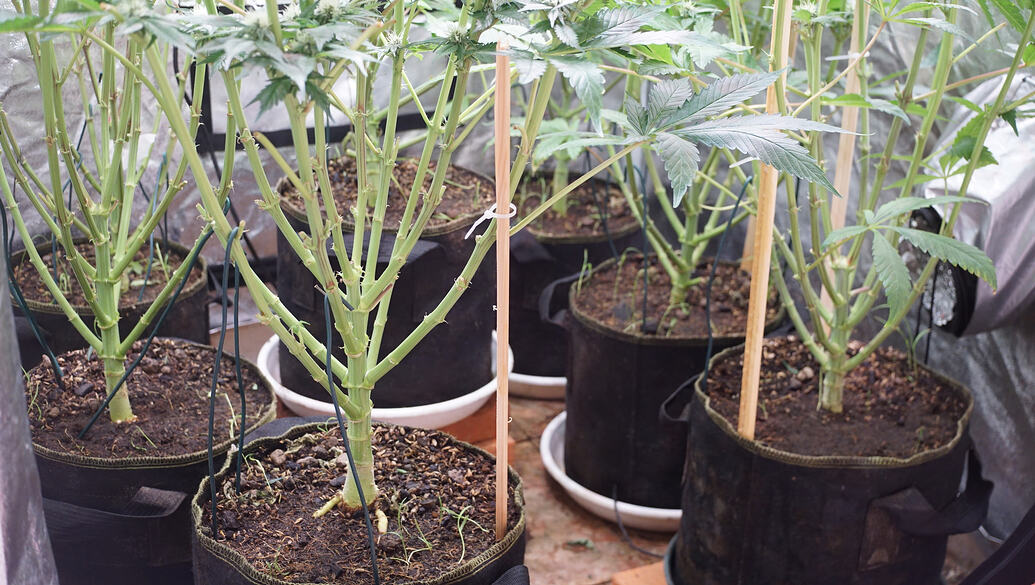 Growreport Bild 16