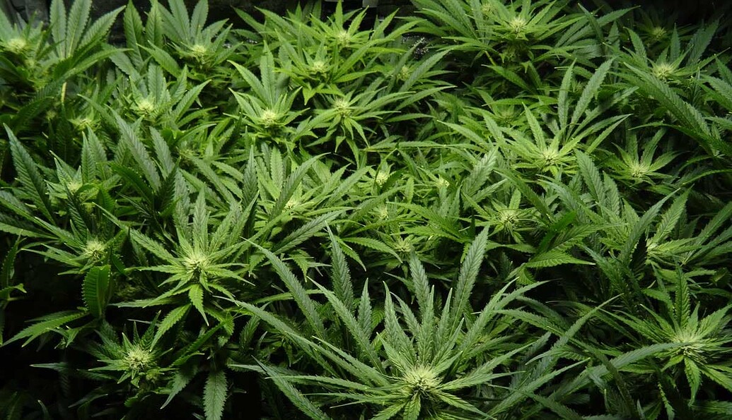 Growreport Bild 8
