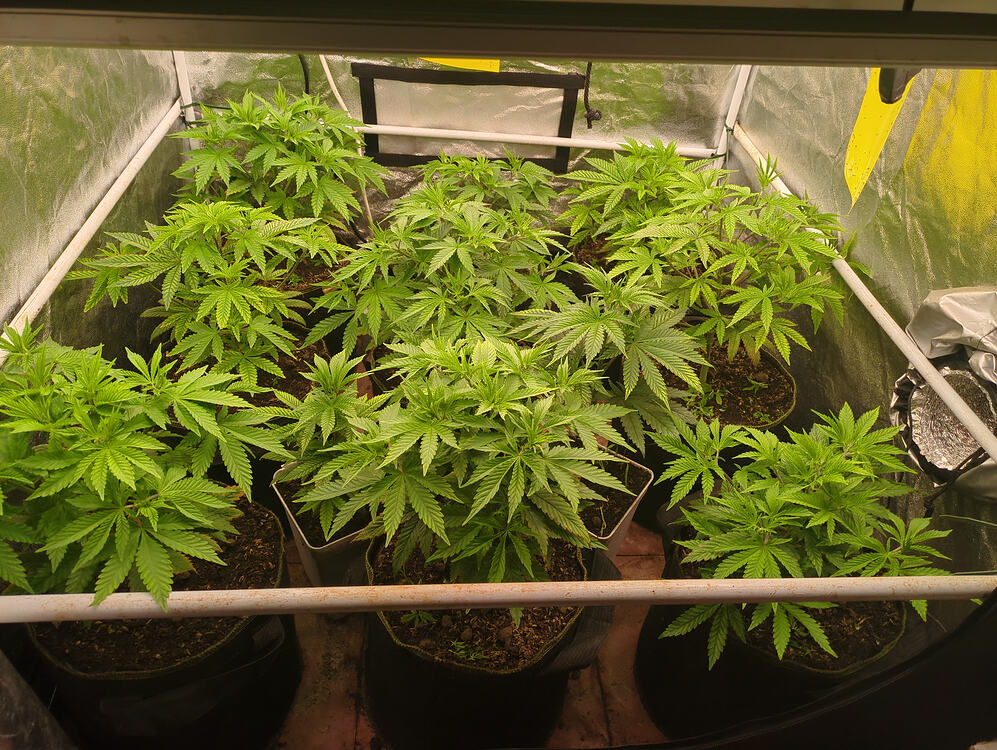 Growreport Bild 2