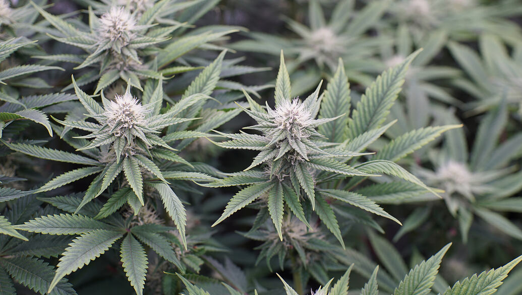 Growreport Bild 23