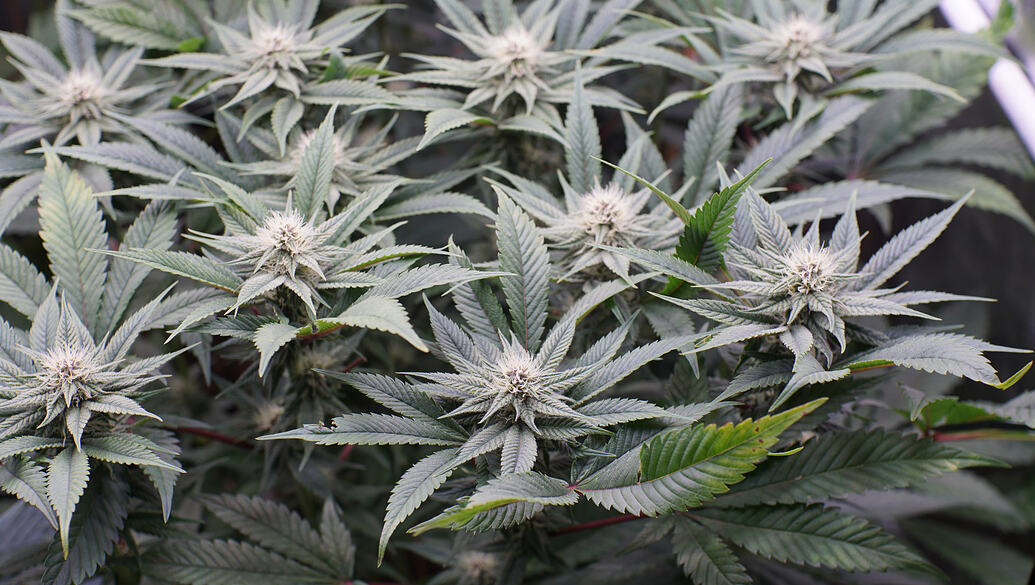 Growreport Bild 21