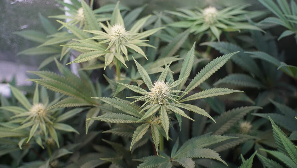 Growreport Bild 8