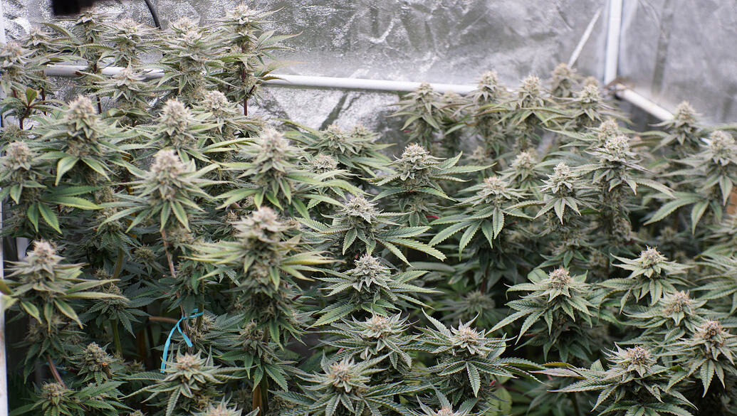 Growreport Bild 4