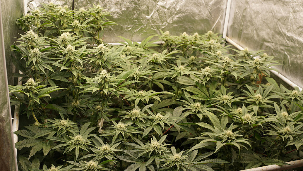 Growreport Bild 10