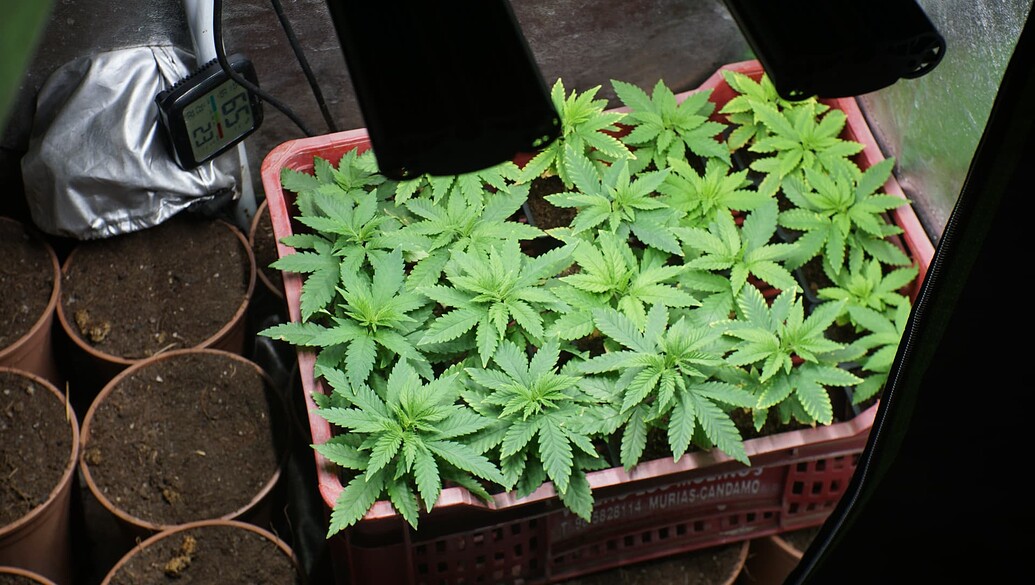 Mehrere junge Cannabispflanzen in einer roten Transportkiste in einem Growzelt, daneben leere Töpfe und ein Hygrometer.