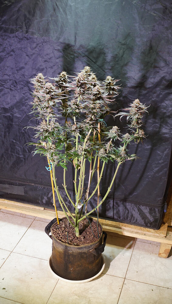 Growreport Bild 3