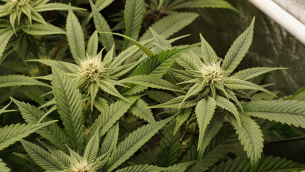 Growreport Bild 14