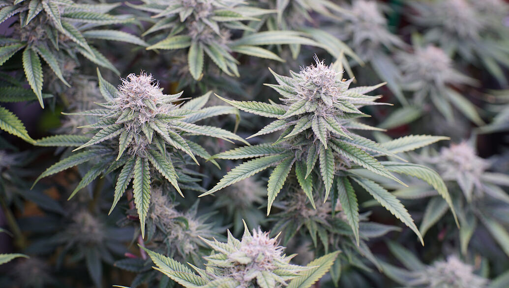 Growreport Bild 9