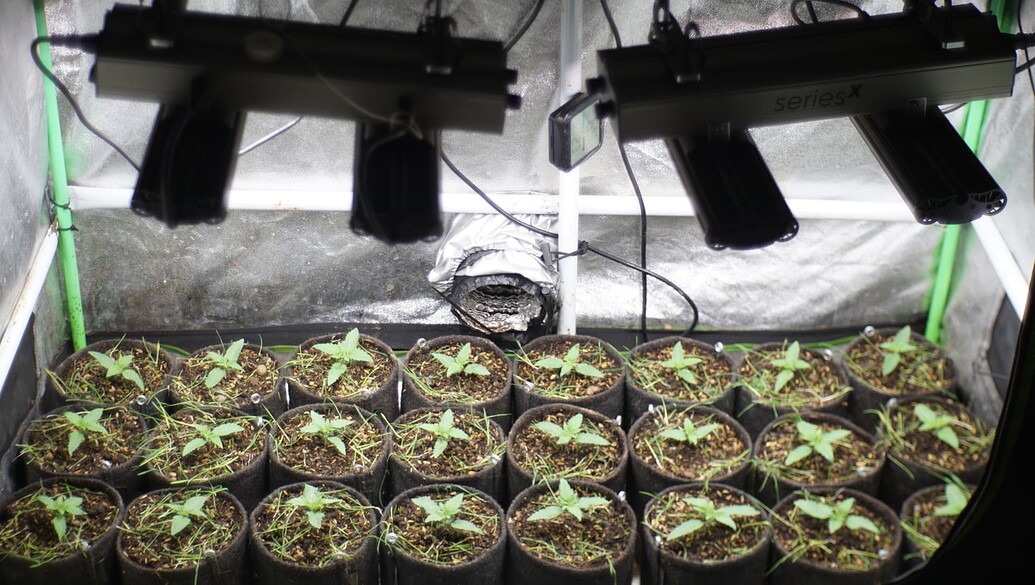 Eine Growbox mit vielen kleinen Cannabis-Sämlingen in Stofftöpfen unter zwei LED-Lampen.