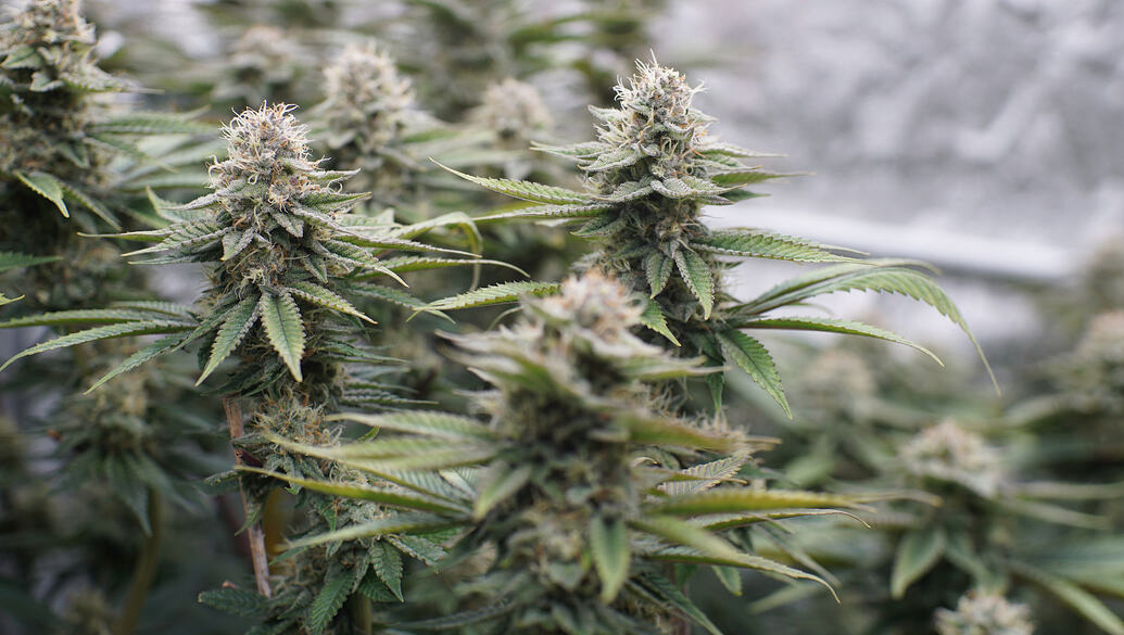 Growreport Bild 5
