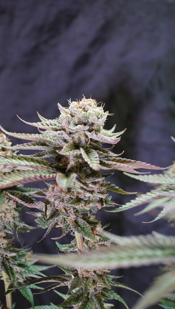 Growreport Bild 9