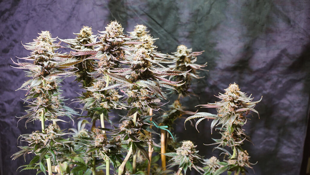 Growreport Bild 5