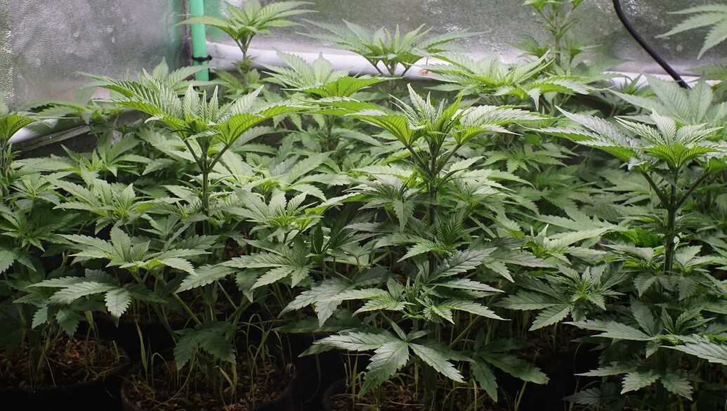 Growreport Bild 9