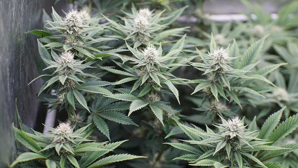 Growreport Bild 18