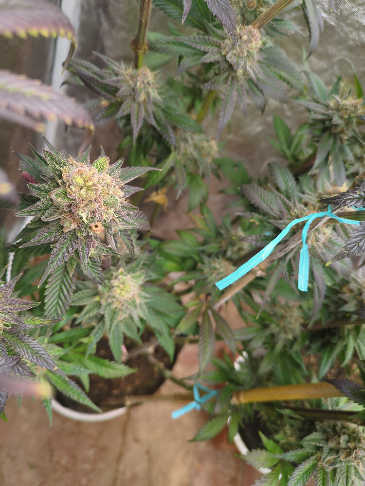 Growreport Bild 21