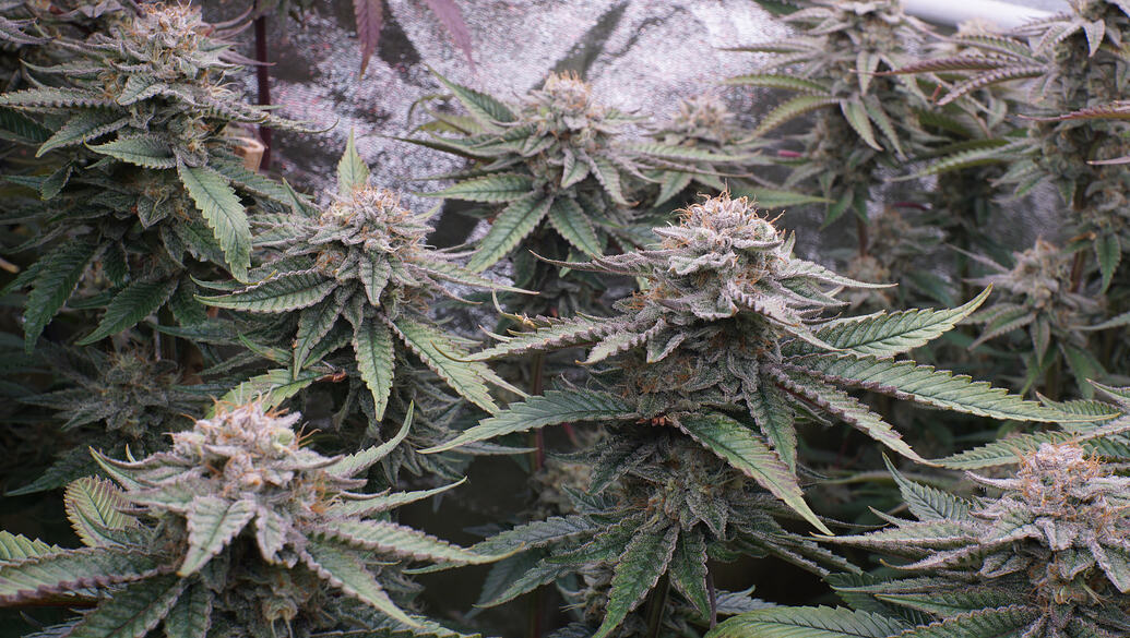 Growreport Bild 25