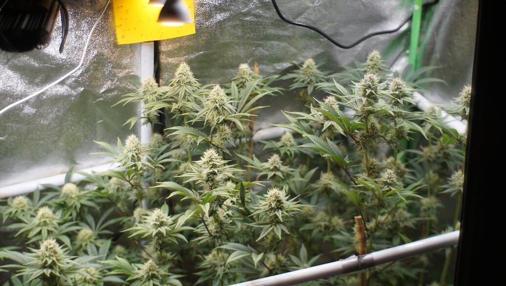 Growreport Bild 3
