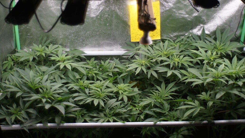 Cannabispflanzen in einem Growzelt mit gelber Klebefalle und zusätzlicher Beleuchtung.