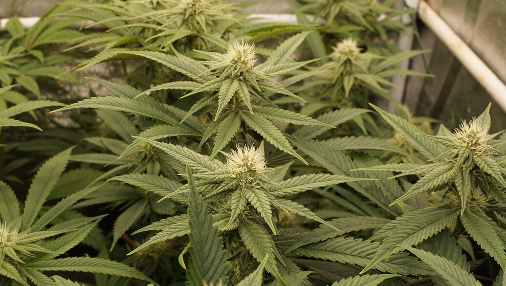 Growreport Bild 13