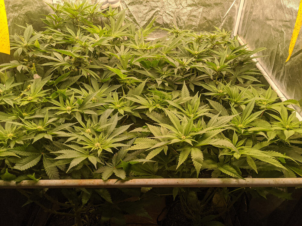 Growreport Bild 11