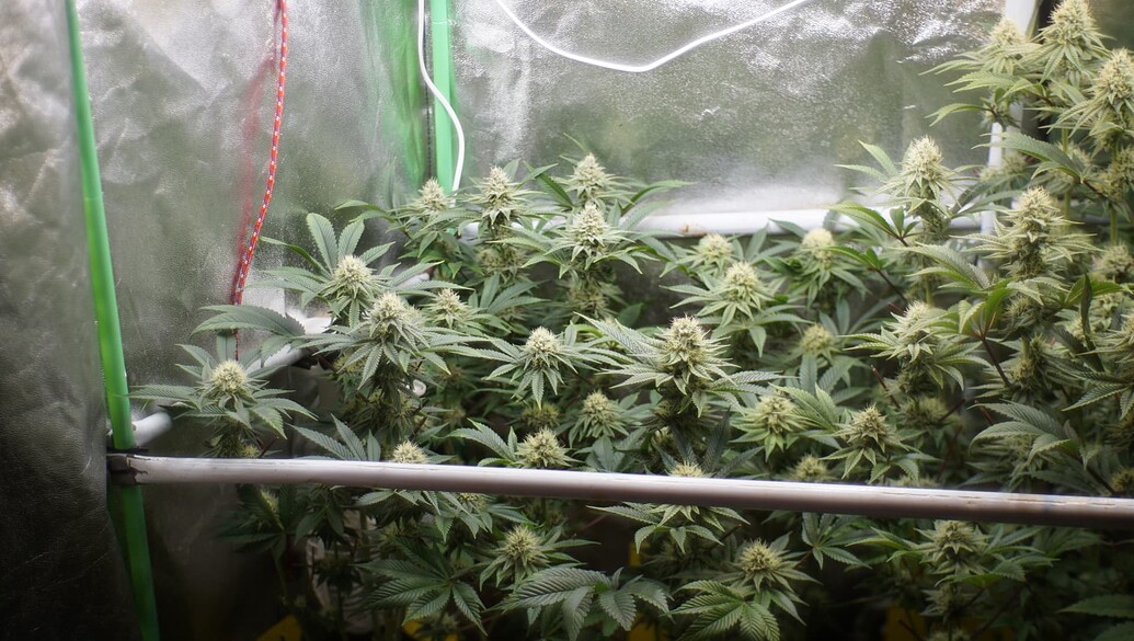 Growreport Bild 4