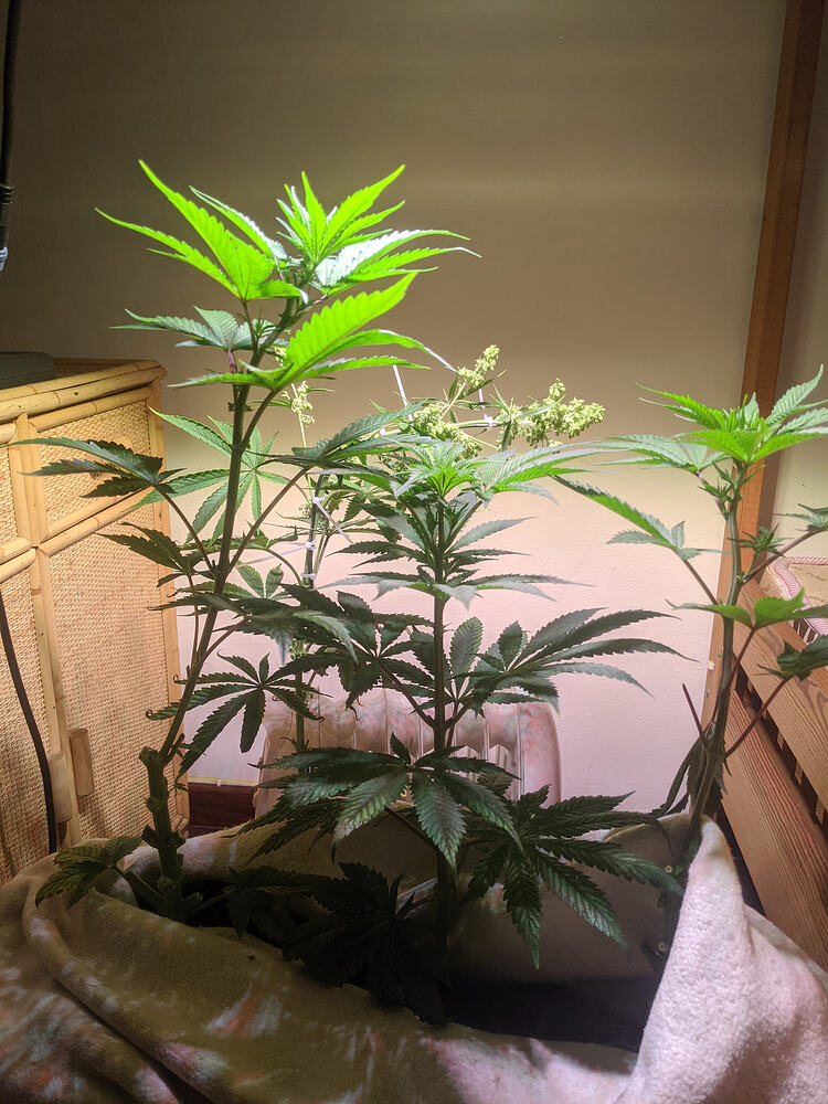 Growreport Bild 5