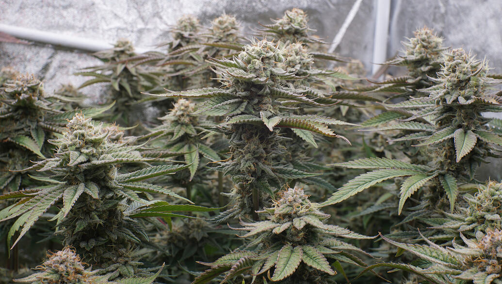 Growreport Bild 19