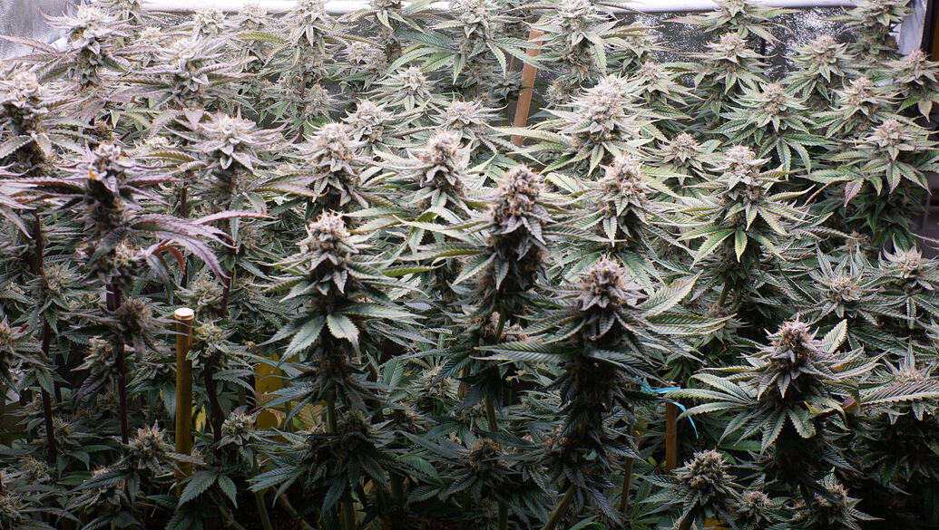 Growreport Bild 18