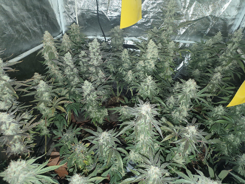 Growreport Bild 2