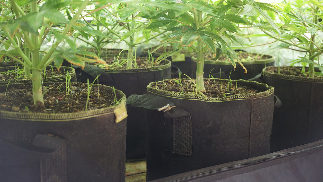 Growreport Bild 3